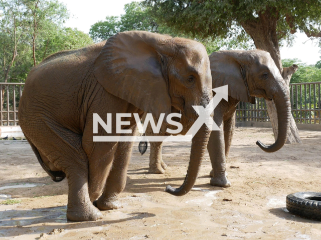 Photo shows Noor Jehan (front), the 17-year-old African elephant in Karachi Zoo, Pakistan, undated. A team of veterinarians and wildlife experts from global animal welfare organisation FOUR PAWS has arrived in Karachi, Pakistan, Tuesday, April 4, 2023. Note: Licensed photo (Four Paws/Newsflash)