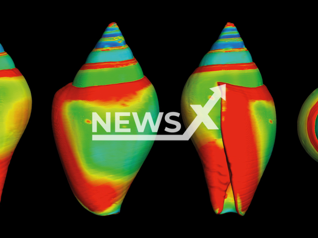 Image shows a heat map of the thickness of different snail shells, undated photo. People used snail shells as jewellery 45,000 years ago, Austrian researchers claim. Note: Licensed content. (Marjolein D. Bosch/OeAW)