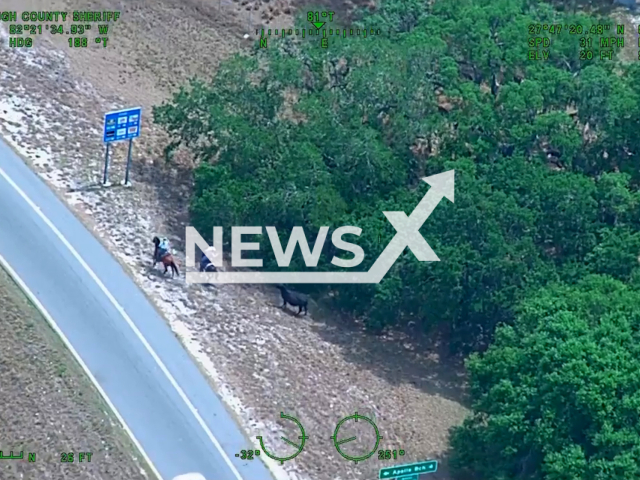 Local ranchers on horseback wrangle a cow that had made its way to I-75 near Big Bend Road, in Florida, US, on Monday, April 3, 2023. According to HSCO, they were able to keep drivers and the community safe. Note: Picture is screenshot from a video. (Hillsborough County Sheriff's Office/Newsflash)