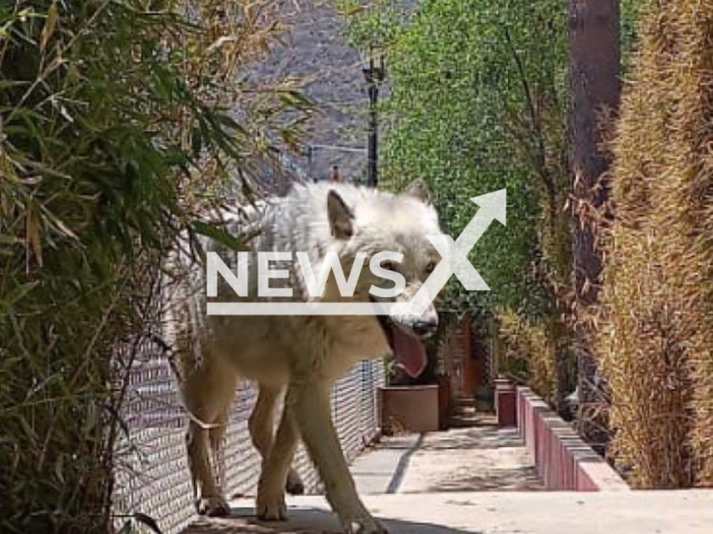 Photo shows one of the animals seized during a police raid on a property in the State of Mexico, Mexico, undated. The police have arrested eight people, and the property has been secured until they determine what they will do with the animals. Note: Licensed photo (@FiscaliaEdomex/Newsflash)