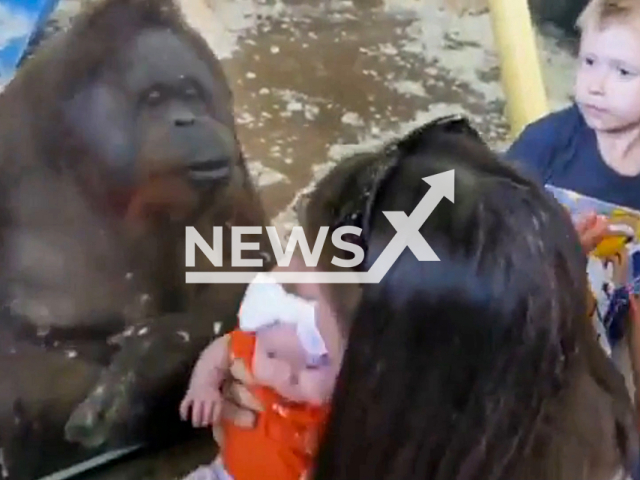 Kansas City Zoo animal care staff Amy showing her new baby to the orangutans Jill and Kalijon at the Kansas City Zoo in Kansas City, Missouri, USA. Note: This picture is a screenshot from the video (Amy Mohr, Kansas City Zoo/Newsflash).