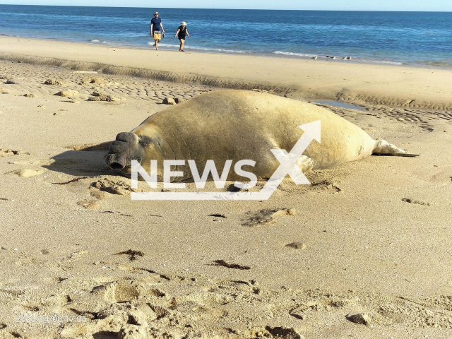 Picture shows a   specimen of an   southern elephant seal (M. leonina)  on the beach of Puerto Penasco, Mexcio, on Saturday,  April 8, 2023.  It was a male elephant seal measuring 3 metres in length and weighing close to one ton.
Note: Licensed photo.  (@gobiernoptopco/Newsflash)