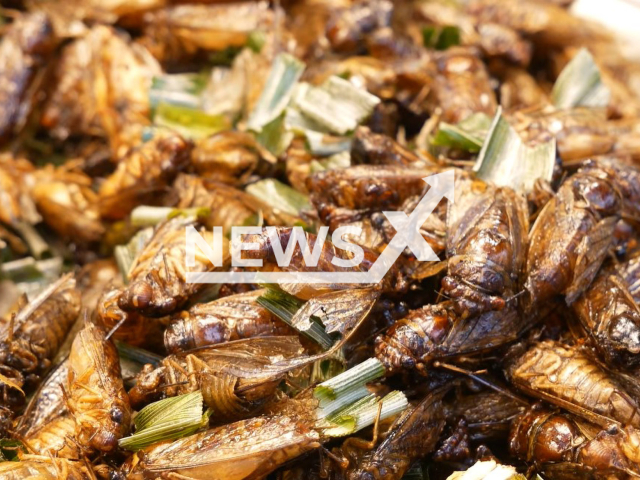 Picture shows an illustrative image of insects as a street food in Asia, undated. The Singapore Food Agency (SFA) approves 16 edible insect species for human consumption. Note: Photo is a screenshot of video. (Newsflash)