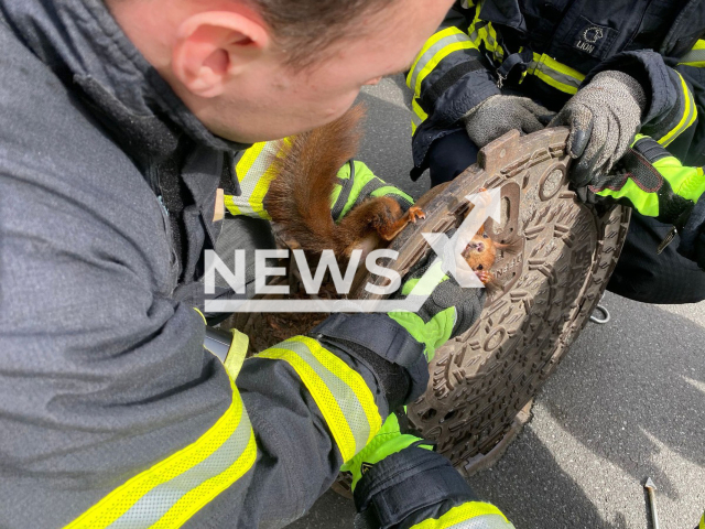 Image shows firemen rescuing a squirrel, on April 10, 2023. It was stuck in a manhole in the city of Dortmund, North-Rhine Westphalia State, Germany. Note: Licensed content. (Dortmund Fire Brigade/Newsflash)