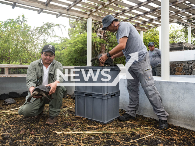 Picture shows workers transporting the  tortoises (Chelonidis hoodensis) in Galapagos, Ecuador, undated. 
 Eighty-six tortoises  part  captive breeding program, closed in 2021   reached the conditions of ideal morphometric measures to incorporate into   their natural habitat.  
Note: Licensed photo.  (Parque Nacional Galapagos/Newsflash)