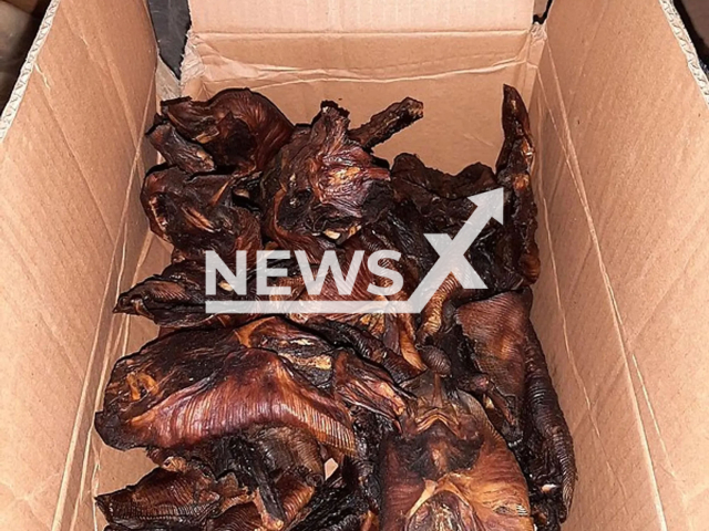 Image shows the fried bats, undated photo. They were discovered by police in the town of Sankt Augustin, North Rhine-Westphalia, Germany, on Monday, April 10, 2023. Note: Licensed content. (Federal Police Headquarters in Sankt Augustin/Newsflash)