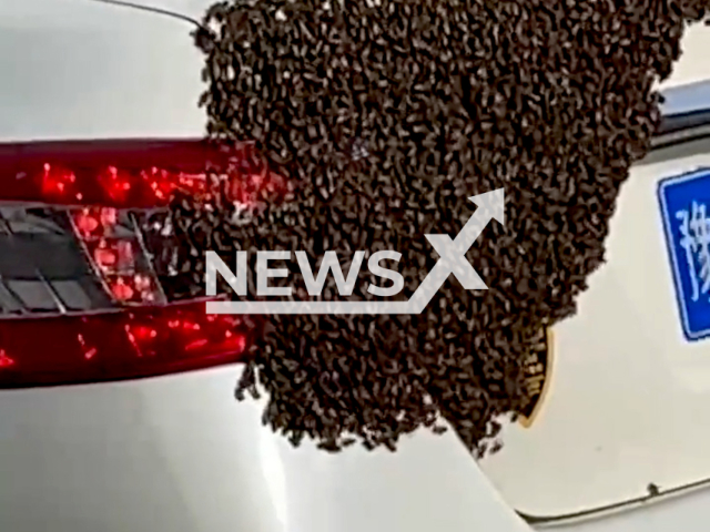 A swarm of bees covers a part of a car in Nanyang, Henan, China, undated. The car was parked for half an hour only.Note: Picture is screenshot from a video. (66325558O/AsiaWire)