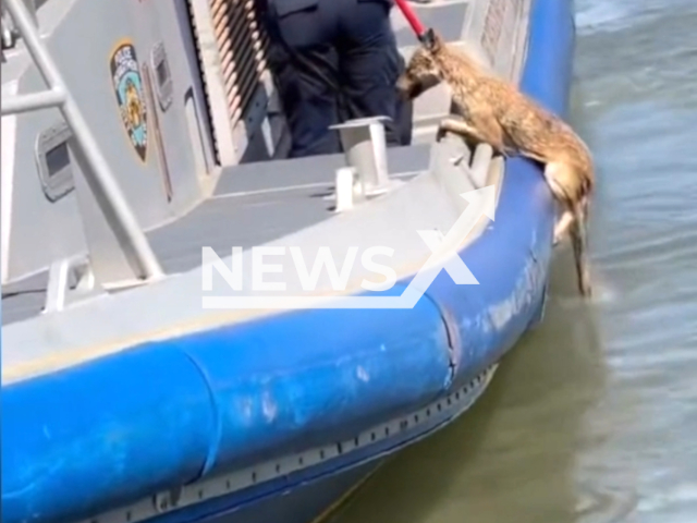 NYPD Harbor Unit rescues a "distressed" coyote from East River, in New York, USA, undated. The coyote was turned over to New York Animal Care Centers. Note: This picture is a screenshot from the video. (@NYPD19Pct/Newsflash)