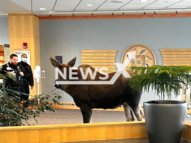 Moose chills in a hospital lobby in Anchorage, Alaska, undated. The moose had entered through double doors with automatic sensors. Note: We obtained permission for this photo. (Providence Alaska/Newsflash)