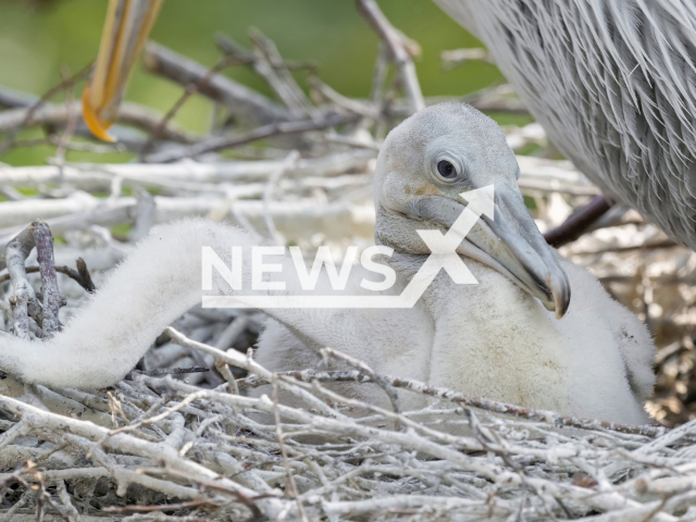 Image shows the Dalmatian pelican offspring at the Schoenbrunn Zoo, in the city of Vienna, Austria, undated photo. The species is listed as 'Vulnerable' by IUCN. Note: Licensed content. (Daniel Zupanc/Newsflash)