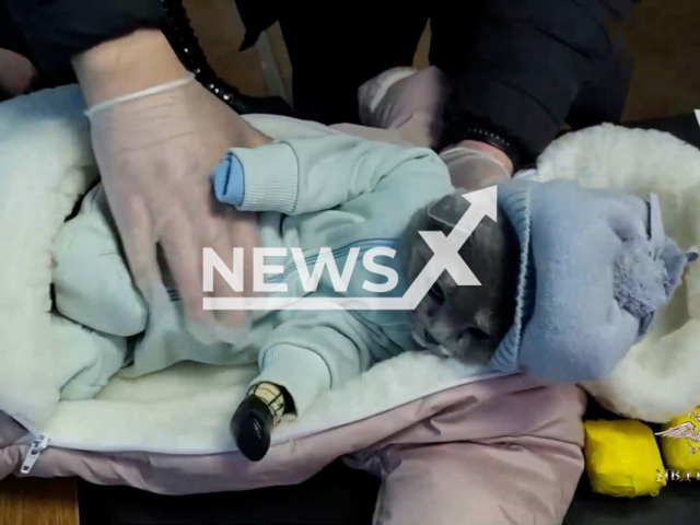 Picture shows a cat dressed in newborn baby overalls with drugs in Nizhny Tagil, Russia, undated. Unnamed woman took her daughter and the dressed cat to distract police from her distributing drugs. Note: Picture is screenshot from a video. (nt.66.mvd.rf/Newsflash)