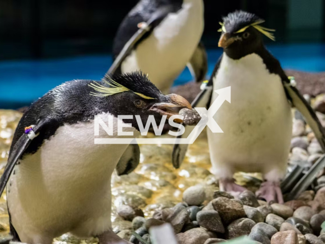 Penguins pose at the Shedd Aquarium, located in Chicago, Illinois, in an undated photo. Belonging to the order Sphenisciformes of the family Spheniscidae, penguins are a type of aquatic bird that cannot fly. Note: Photo from press release. (Shedd Aquarium/Newsflash)