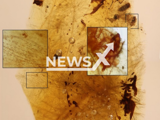 Picture shows moult remains of feather-feeding beetle larvae intimately associated with downy feather portions from an unidentified theropod dinosaur in Early Cretaceous amber of Spain, undated. Insets show the head with powerful mandibles of one of the larval moults (top) and the pigmentation pattern of feather second order branches (bottom), with the main stem of one feather at the right of the amber fragment. Amber fragment is only 6 millimetres across. Note: Licenced photo. (CN IGME-CSIC/Newsflash)