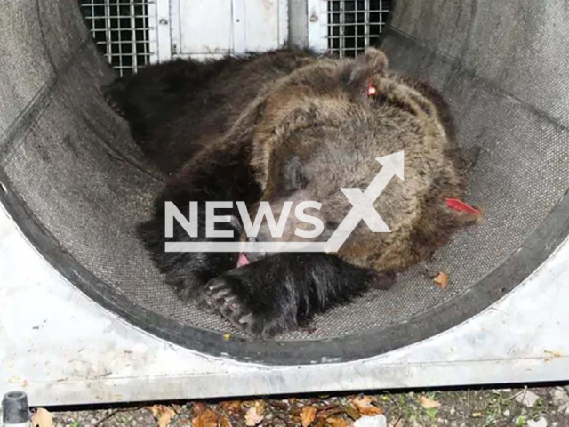 Picture shows the bear Jj4, undated.  It is suspected that it killed Andrea Papi, 26, in Val di Sole, Italy, on Wednesday, March 5, 2023.  Note: Private photo.  (Autonomous Province of Trento/Newsflash)