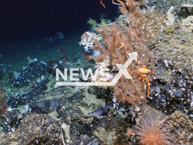 Picture shows a completely pristine coral reef was found at 400 and 600 meters below sea level in the Galapagos, Ecuador, undated. Note: Licensed photo.  (Parque Nacional Galapagos/Newsflash)
According to scientists  it is essential to take management measures to conserve these ecosystems that sustain the life in the sea.

Note: Licensed photo.  (Parque Nacional Galapagos/Newsflash)