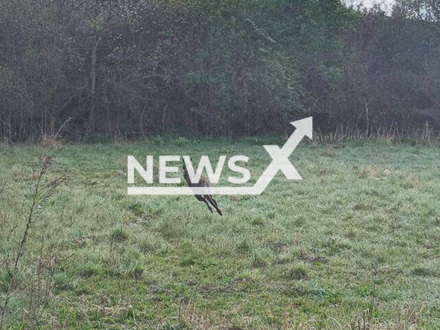 Image shows the runaway wallaby, undated photo. It was spotted in the town of Alberndorf im Pulkautal, in the district of Hollabrunn in Lower Austria State, Austria. Note: Private photo. (Newsflash)