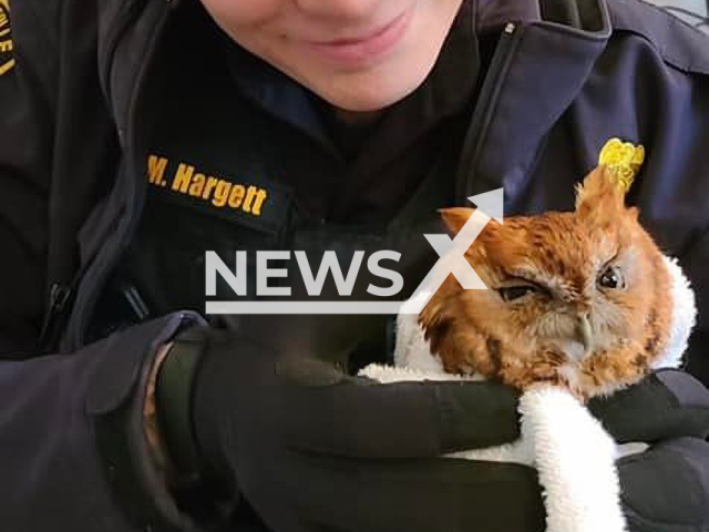 Police officers rescued an owl that was trapped inside the family's kitchen in Greenville, North Carolina, on 27th March 2022. Note: Photo from Greenville, NC Police Department. (@greenvillepd1/Newsflash)