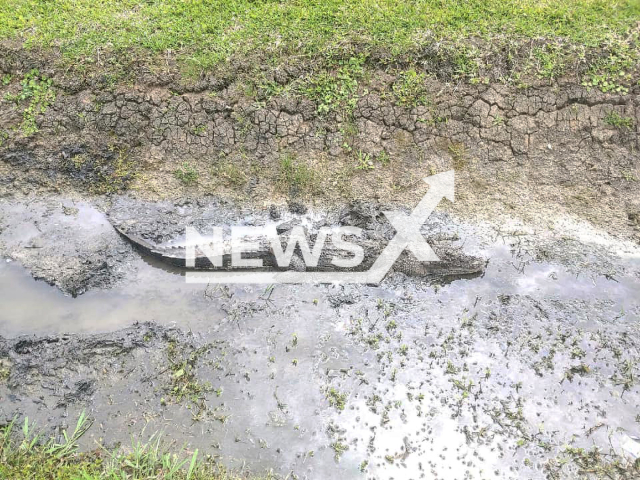 Image shows the seized alligator, undated photo. It scared a police officer from the League City Police Department, in Texas State, USA, during the capture. Note: Licensed content. (League City Police Department/Newsflash)