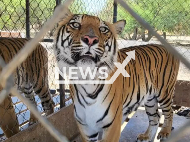 Picture shows one of the seized animals in La Barca, Jalisco in Mexico, undated. The investigation will continue. Note: Prosecution photo. (@FGRMexico/Newsflash)