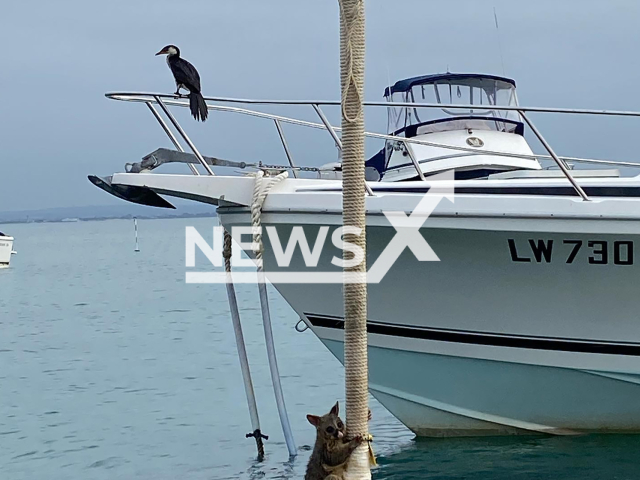 A possum that ended up stranded in the sea, has been rescued in Victoria, Australia. Note: Photo from Whitecliffs Foreshore Reserve. (@WhitecliffsForeshoreReserve, @whitecliffsforeshorereserve/Newsflash)