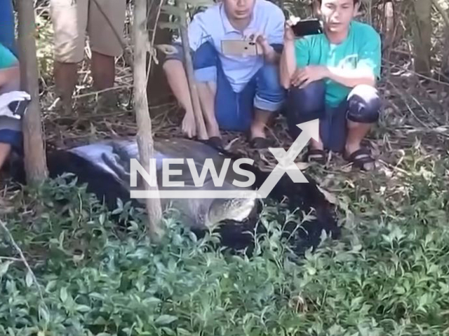 Picture shows  a Hoan Kiem turtle (Rafetus leloii) being released in Dong Mo Lake, Hanoi, undated.  An endangered Hoan Kiem Turtle, among the last of its kind in the world, has died, in April, 2023. 
 
 Note: Photo is a screenshot from a video. (Newsflash)