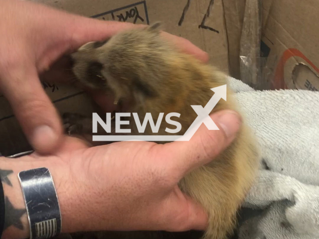 Picture shows one of the baby raccoons that were rescued by Officer Sean Lake, in Lower Windsor Township, York County, Pennsylvania, undated. The raccoons were taken to Red Creek Wildlife Center in Schuylkill County. Note: Picture is a screenshot from a video (Lower Windsor Township Police Department/Newsflash)