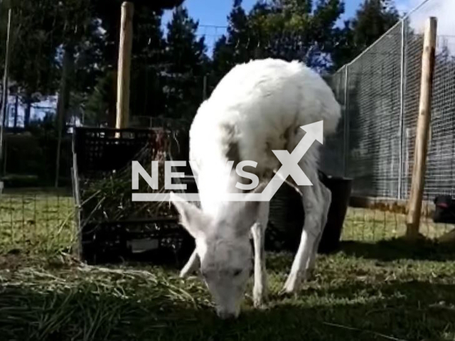 Picture shows the albino deer, undated. It died of  mange parasitosis, in Viveiro , Spain, on Friday, April 14, 2023.  Note: Photo is a screenshot from a video. (Newsflash)