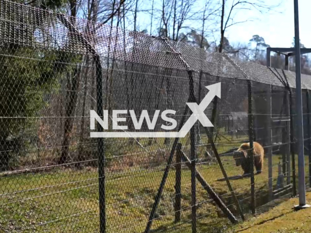 Image shows the bear sanctuary in the municipality of Bad Fuessing, in Bavaria, Germany, undated photo. The sanctuary submitted a written declaration of intent to the administrative court in Trento, Italy, to save bear Gaia. Note: Photo is a screenshot from a video. (Newsflash)