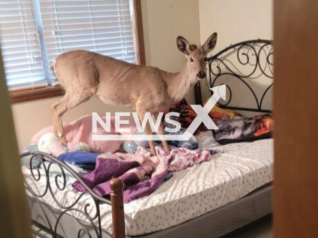 Image shows the deer standing on the bed, undated photo. It broke into a residence in the Monitor Township, Michigan State, USA, on Monday, April 24, 2023. Note: Licensed content. (Bay County, Michigan Sheriff's Office/Newsflash)