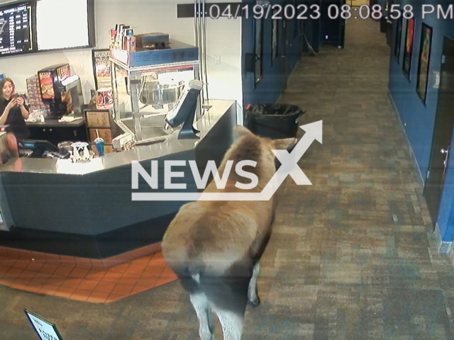 A moose wanders into a theatre in Kenai, Alaska, USA, on Wednesday, April 19, 2023.
It ate  a McDonalds Happy Meal box as employees tried to get it to leave. Note: Picture is a screenshot from a video (Kenai Cinema/Newsflash)