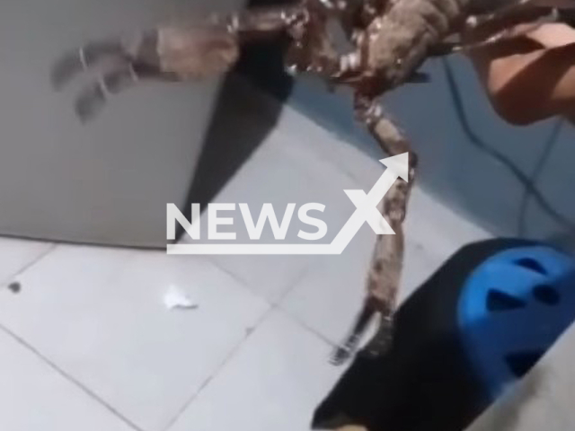 Picture shows a large scorpion caught by a resident in his home, in  Caucel, Mexico, undated. He manged to ache it using   pliers. 
 Note: Private photo.  (Newsflash)