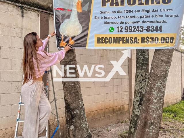 Influencer Julia Olympio hangs a poster announcing money reward for returning her pet duck Patolino in undated photo. Patolino was stolen inside influencer`s condominium in Mogi das Cruzes, Brazil on Thursday, April 13, 2023. Note: Private picture. (@juliaolympio/Newsflash)