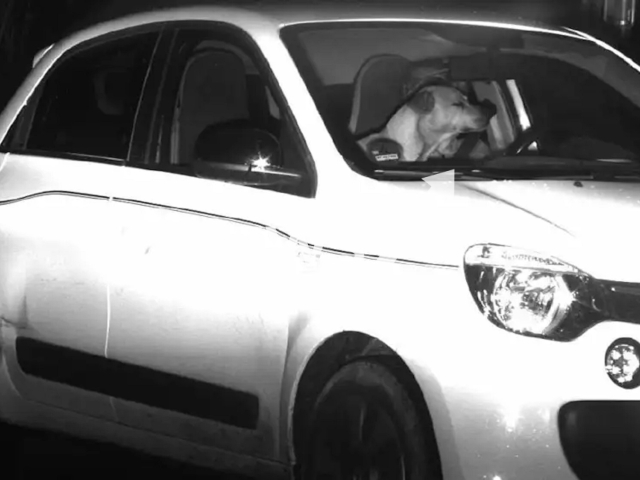 Image shows the dog standing behind the wheel, undated photo. The snap was taken near the town of Rheinbach, Rhein-Sieg-Kreis district, North Rhine-Westphalia State, Germany, on April 17, 2023. Note: Police photo. (Police Bonn/Newsflash)