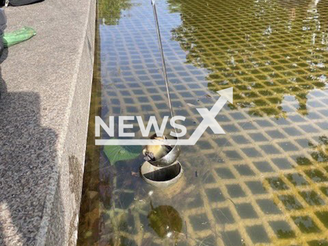 Image shows one of the ducklings being rescued with a soup ladle, undated photo. The rescue happened in the city of Frankfurt, Hesse State, Germany. Note: Licensed content. (Frankfurt Fire Department/Newsflash)