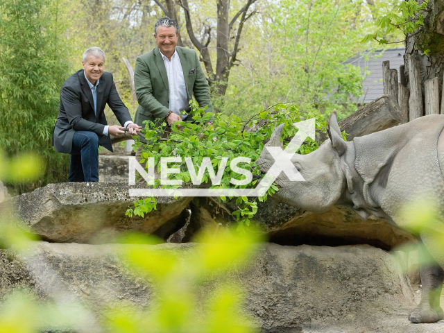 Image shows rhinos at the Schoenbrunn Zoo, in the city of Vienna, Austria, undated photo. They will receive treats from the Austrian Federal Forests. Note: Licensed content. (Daniel Zupanc/Newsflash)