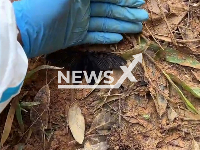 Fireman gently lifts black butterfly at the plane crash site which then flies away in Guangxi, China. Note: Picture is a screenshot from a video (Guangxi Fire/AsiaWire)