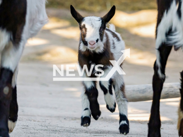 A Tauernscheck goat kid at the Tiergarten Schonbrunn Zoo located in Austria's capital Vienna. Note: This photo is from a press release. (Daniel Zupanc/Clipzilla)