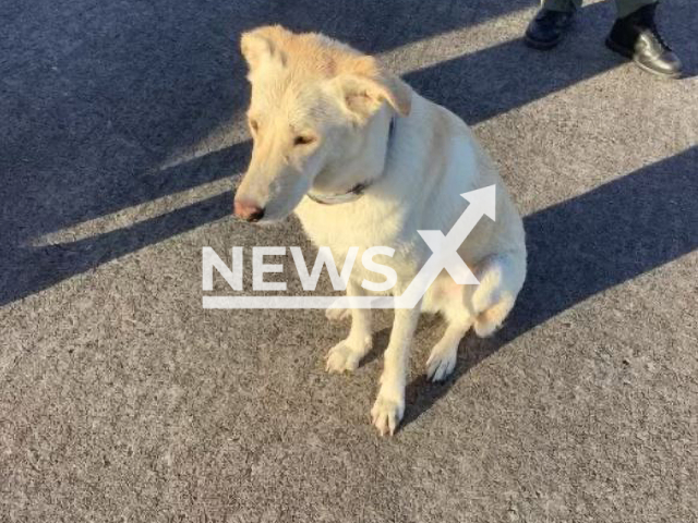 Picture shows the recued dog, Reggie, undated. 
Two people and  a dog were rescued after a boat sank off the coast of Georgia, USA, on Monday, May 1, 2023.  
Note: Licensed photo.  (@USCGSoutheast/Newsflash)