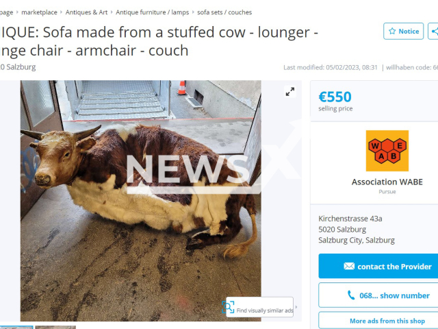 Image shows the stuffed cow sofa, undated photo. It was offered for sale for EUR 550 (GBP 481) in the city of Salzburg, Austria. Note: Photo is a screenshot from a site. (Willhaben/Newsflash)