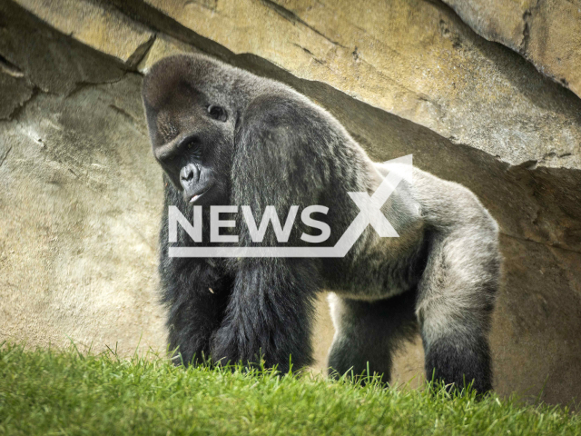 Mambie, a gorilla, celebrated his 31st birthday at the BIOPARC Valencia, in Spain, pictured in March, 2022. Note: Photo from press statement. (BIOPARC Valencia/Newsflash)