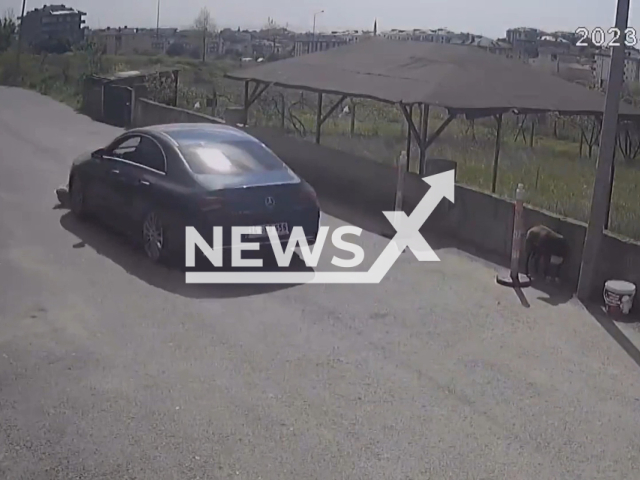 A motorist hits a dog that was trying to cross the street in Buyukcekmece, Istanbul, Turkey, Saturday, April 29, 2023. The motorist, who was taken into custody, was later released. Note: Picture is a screenshot from a video (Newsflash)