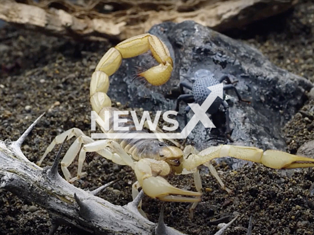 Photo shows a scorpion undated. Scorpions are predatory arachnids of the order Scorpiones. Note: Picture is a screenshot from a video (Newsflash)