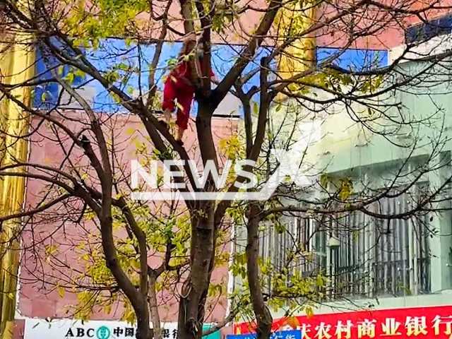 Street cleaner shakes leaves off tree so she doesn't have to sweep again in Chongqing, China. Note: This picture is a screenshot from the video (D.H.54188/AsiaWire).