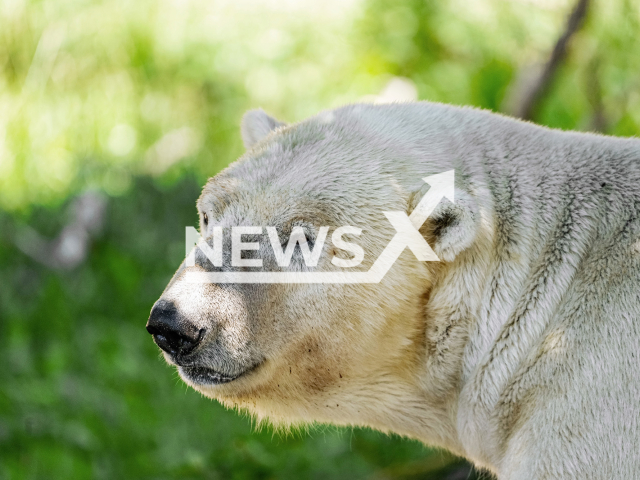 Image shows the new polar bear boar, undated photo. It arrived at the Schoenbrunn Zoo, in the city of Vienna, Austria, in May 2023. Note: Licensed content. (Nuremberg Zoo, Tom Burger/Newsflash)