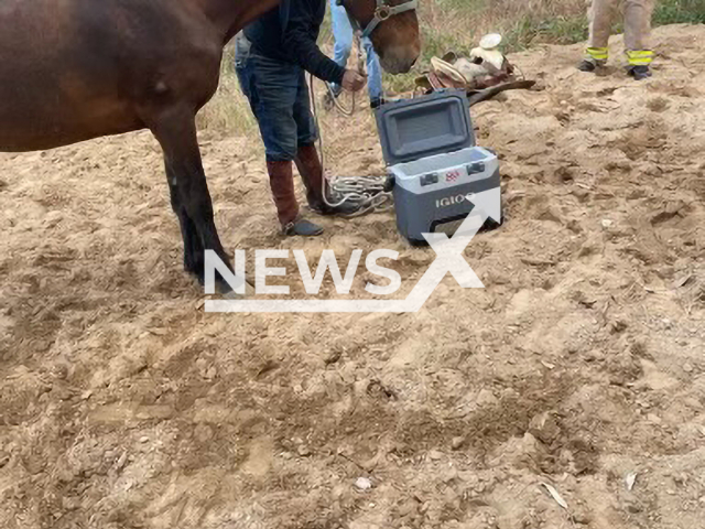 Image shows firefighting crews rescuing a horse, undated photo. The operation took place in the Sylmar suburban neighborhood, in Los Angeles, California State, USA, on Sunday, May 7, 2023. Note: Licensed content. (Los Angeles City Fire Department/Newsflash)