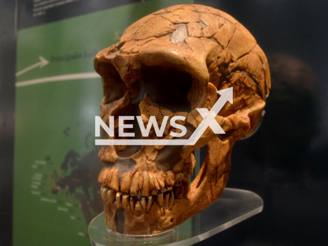 Picture shows a Neanderthal skull used in the research  from the Museo de La Plata collection, in  La Plata, Argentina, undated. Scientist compared the genetic and morphological information of the face of 6,000 Latin Americans and determined a "significant Neanderthal genetic trace", persistent in the genes responsible for the variation of the face, including the shape of the nose. Note: Licensed photo.  (CONICET/Newsflash)