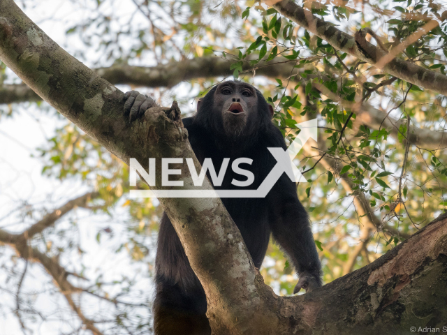 Image shows a wild chimpanzee in Uganda, undated photo. Swiss researchers from the city of Zurich showed that chimpanzees combine calls to communicate new meaning. Note: Licensed content. (Adrian Soldati/Newsflash)