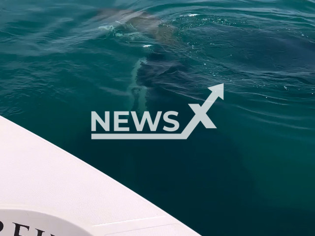 Photo shows two orcas surrounding a dugong off the coast in Abu Dhabi, UAE, undated. The public was warned against swimming in the sea for some days after spotting the orcas. Note: Picture is screenshot from a video. (Ahmed Afifi/Newsflash)