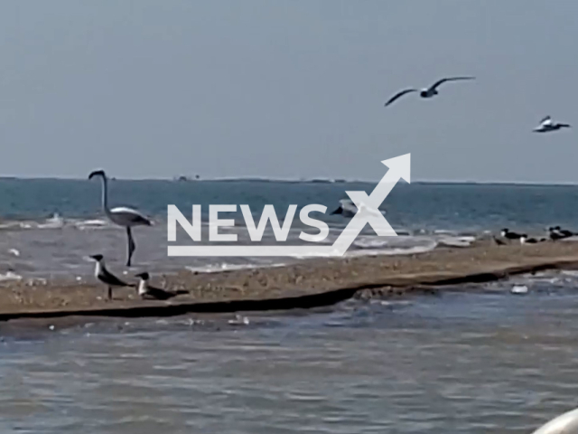 The fugitive flamingo on the Texas coast 17 years after escaping Kansas zoo during storm. Note: This picture is a screenshot from the video (@TPWDCoastal/Newsflash).