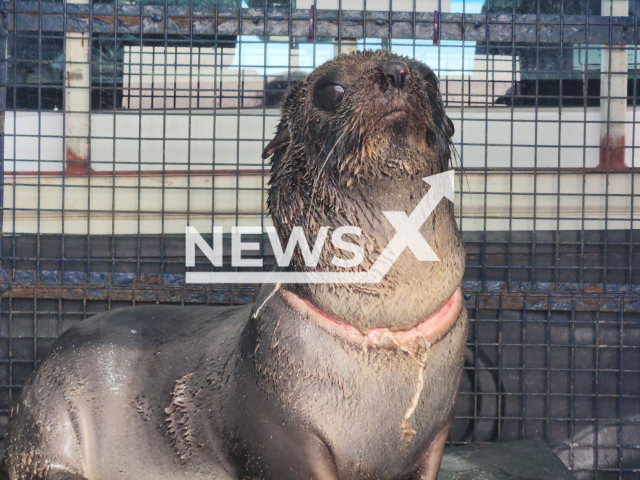 Picture shows the injured South American Dos Pelos sea lion (Arctocephalus australis), undated.
It  was rescued with a deep wound around its neck, caused  by a plastic strap, commonly used for industrial packaging. in Aguas Verdes, Argentina, on Thursday May 11, 2023.  
Note: Licensed photo.  (Mundo Marino Foundation/Newsflash)